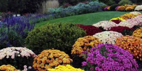 Krizantema multiflora sferična: sorte, fotografije, uzgoj